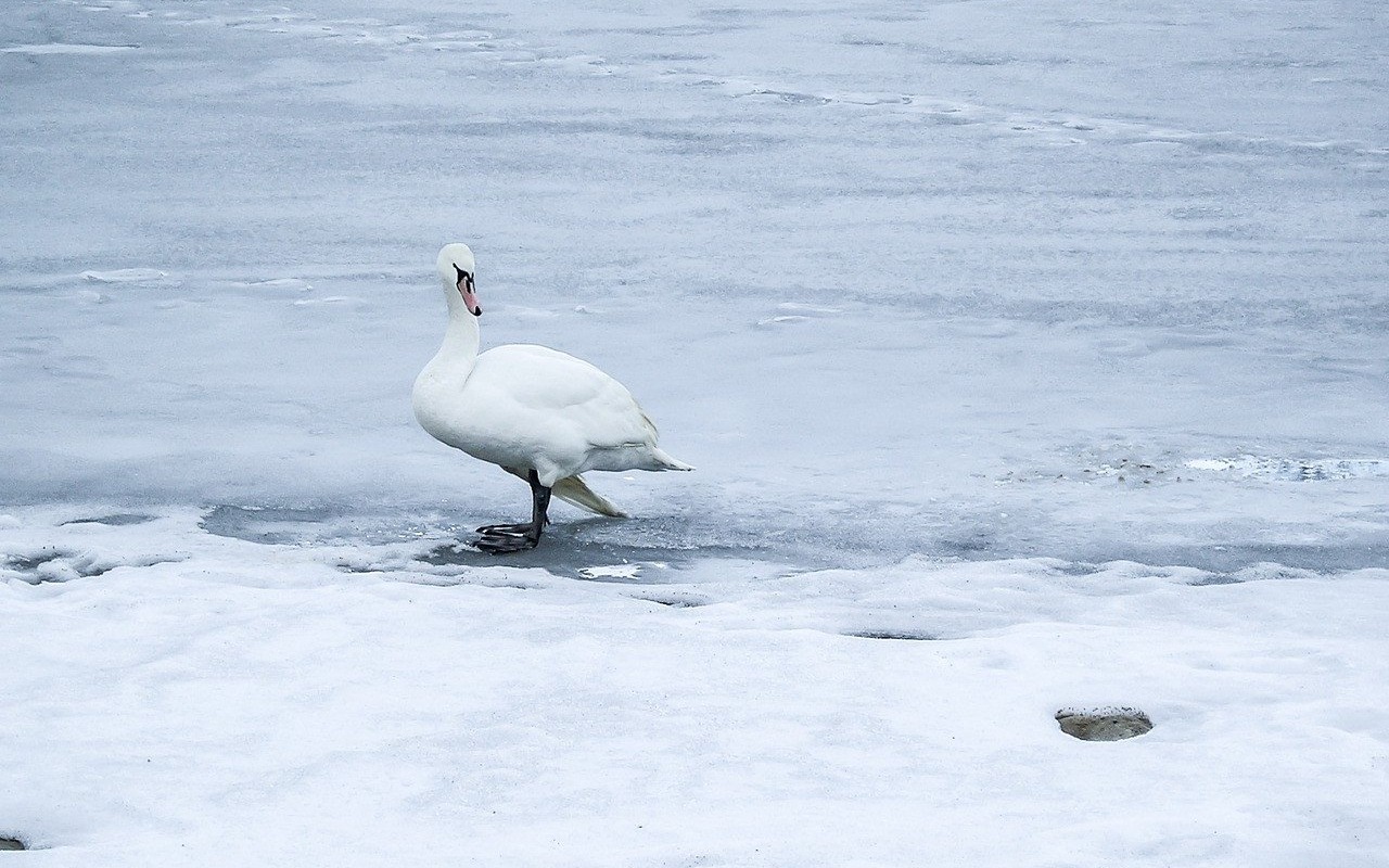 GMINA. Uwolnili łabędzia przymarzniętego do tafli lodu