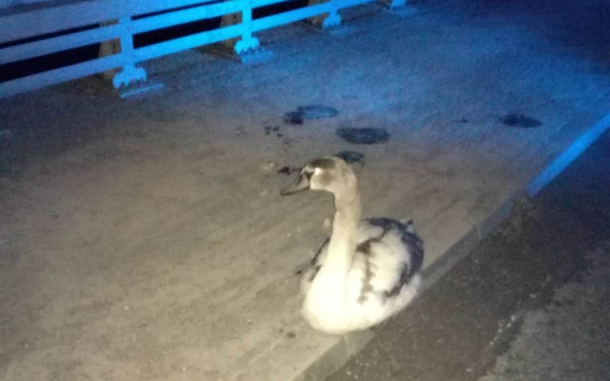 CHEŁMEK. Kierowcy pomogli rannemu łabędziowi
