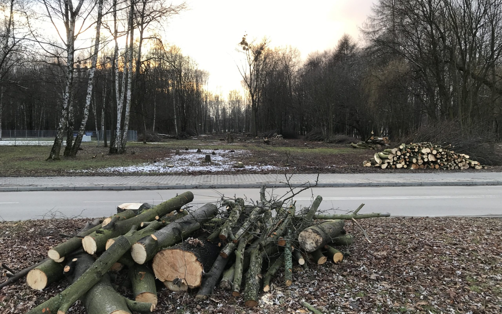 OŚWIĘCIM. To nie Urząd Miasta wyciął drzewa