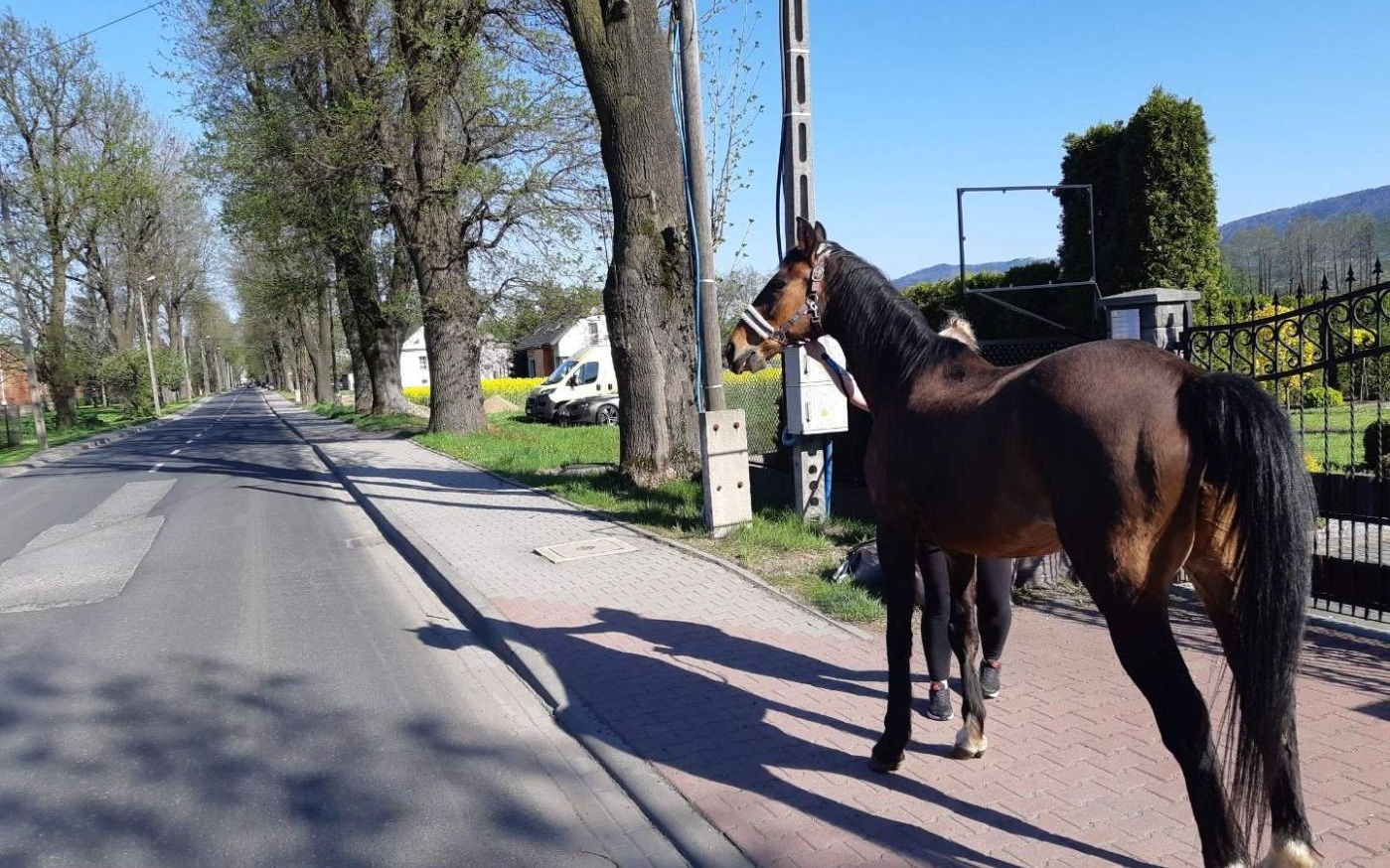 POWIAT. Rumak pogalopował ze Śląska do Małopolski