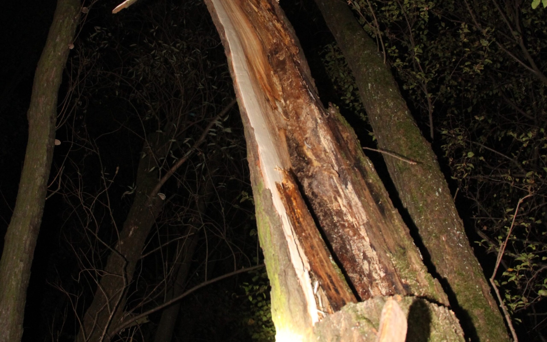 GŁĘBOWICE. Zginął przygnieciony drzewem