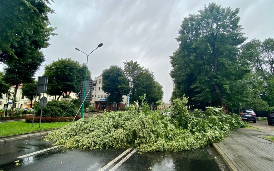 OŚWIĘCIM. A prosiłem! Drzewo zdążyło paść…