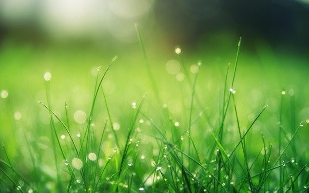 Firma ogrodnicza Renovey – bardzo dobry wybór