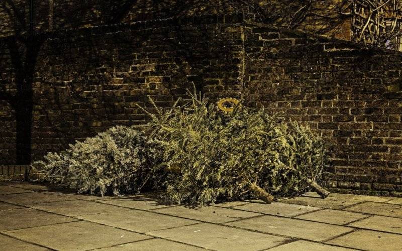 OŚWIĘCIM. Miasto odbierze i zutylizuje świąteczne drzewka choinkowe
