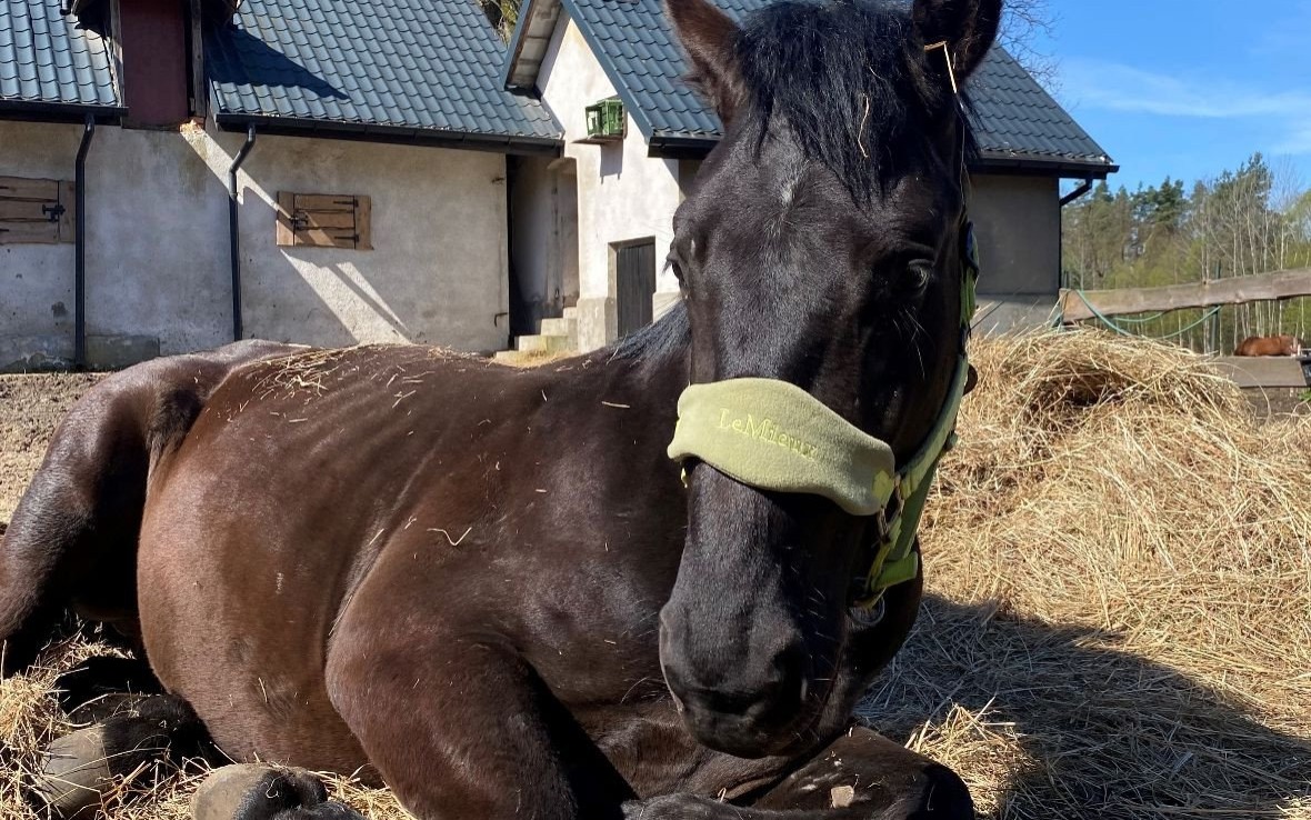 GMINA. Znęcał się nad końmi, lista zarzutów jest długa