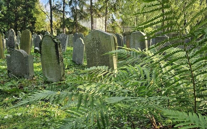 OŚWIĘCIM. Uczniowie pomogli uporządkować zabytkowy cmentarz żydowski