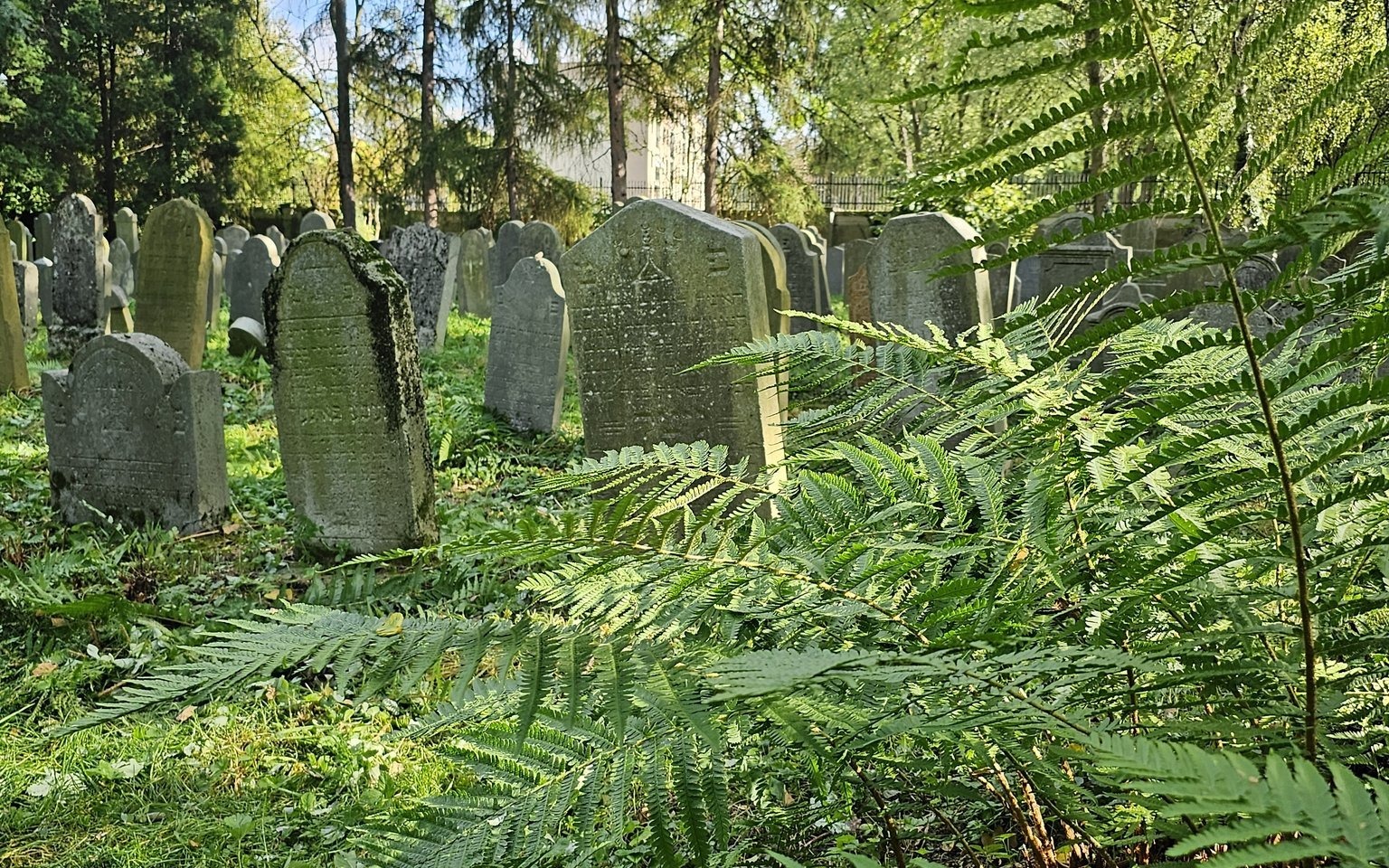 OŚWIĘCIM. Uczniowie pomogli uporządkować zabytkowy cmentarz żydowski
