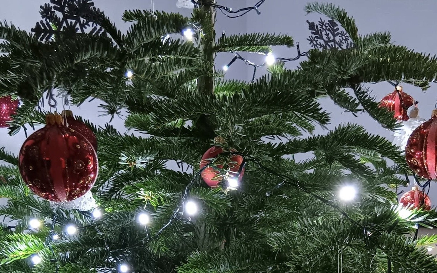 OŚWIĘCIM. Zbiórka świątecznych choinek. Sprawdź kiedy i gdzie