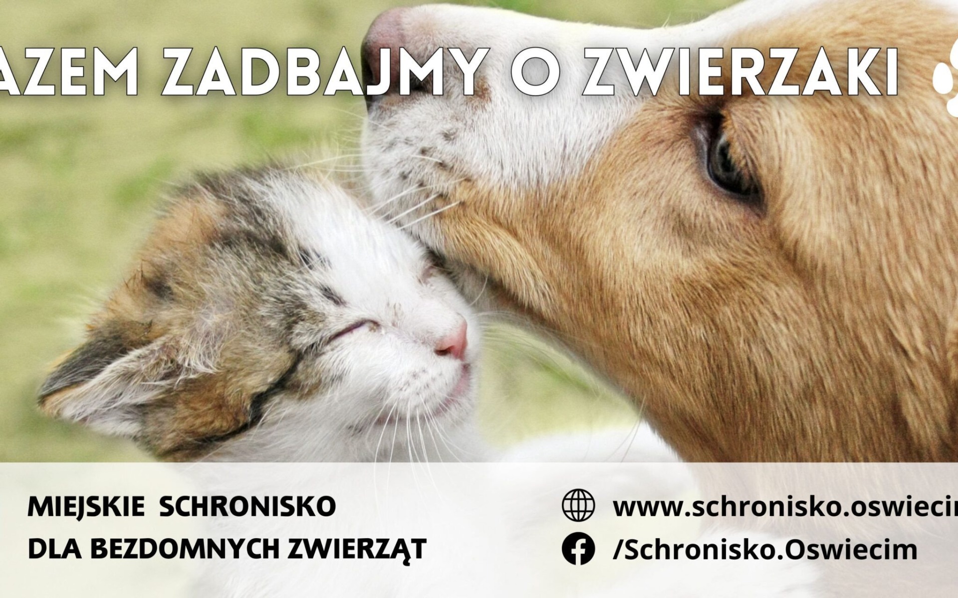 OŚWIĘCIM. Zwierzęta na billboardach. Nowa akcja promocyjna miasta