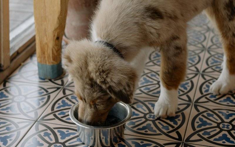 Sucha karma Perro dla psa