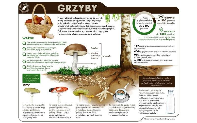 Bezpieczne grzybobranie i poruszanie się po lasach. Poradnik grzybiarza