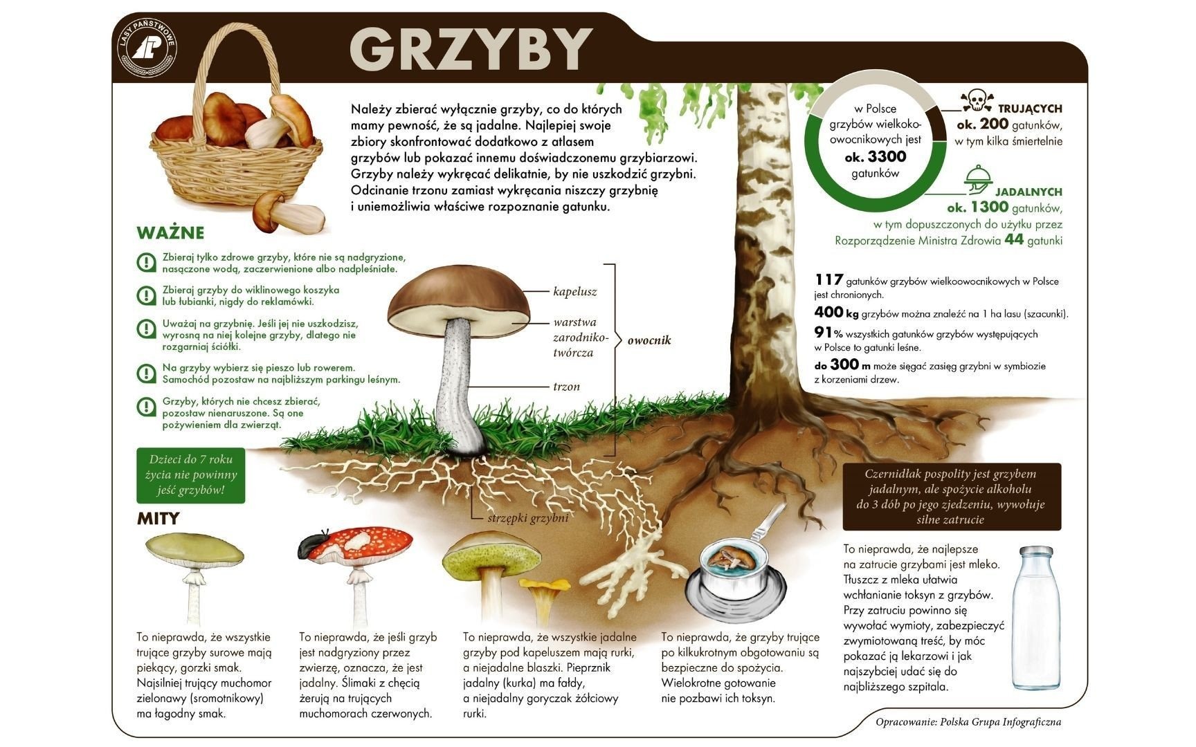 Bezpieczne grzybobranie i poruszanie się po lasach. Poradnik grzybiarza