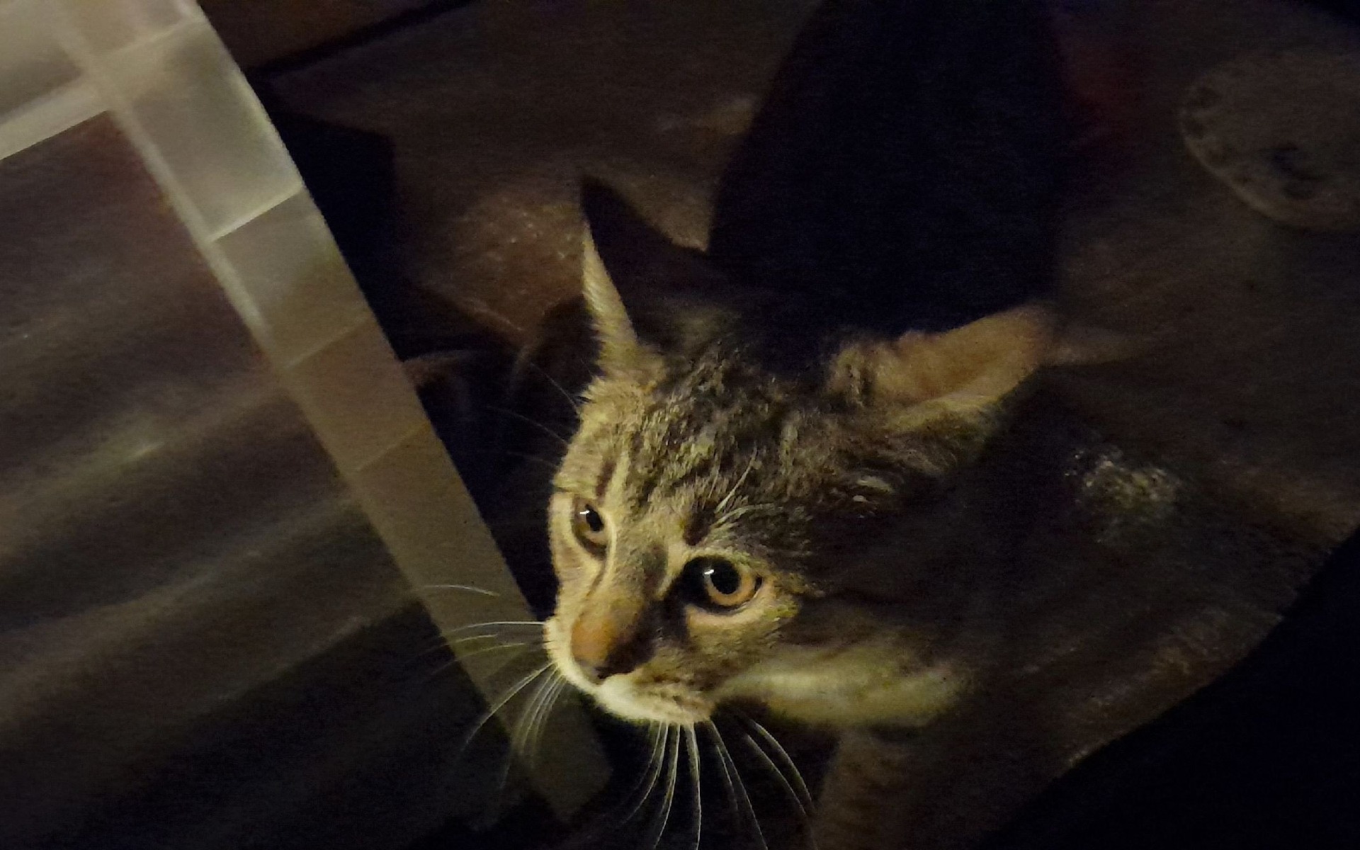 Kot „włamywacz” w Kętach – policjanci interweniowali w środku nocy