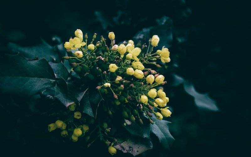 Mahonia – mało znany zimnozielony krzew, idealny do ogrodu i dający owoce na przetwory