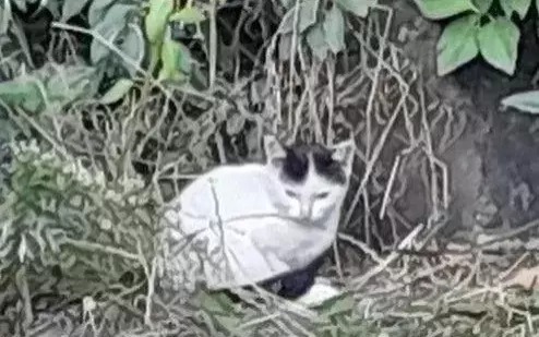 Pilnie poszukiwany dom dla malutkiego kotka!