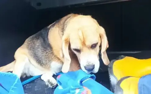 Komu zaginął pies?