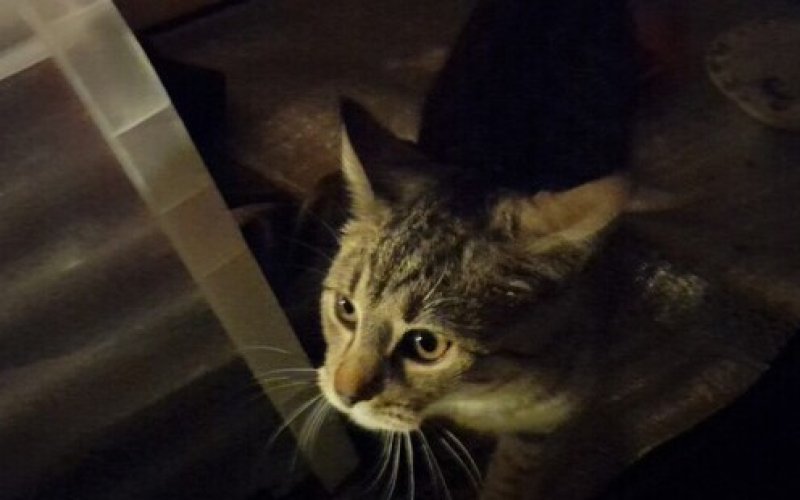 Mieszkaniec Kęt udzielił pomocy rannemu kotu