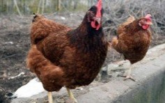 Uwaga! Nadal obowiązuje zakaz utrzymywania drobiu na zewnątrz.