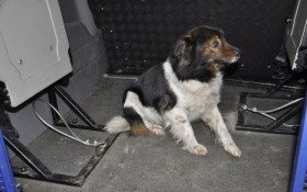 Pilne! Znaleziono psa. Właściciel poszukiwany