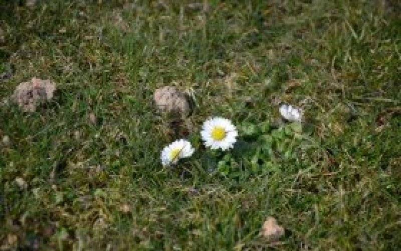 Wiosna budzi się na nowo