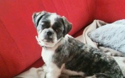 Zaginął psiak! Wiesz, gdzie może przebywać - zgłoś to, a nagroda Cię nie ominie