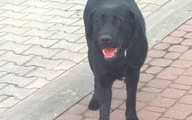 Właściciel pilnie poszukiwany!!!