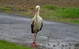 Mój przyjaciel BOCIAN