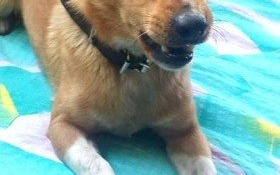 Pomóżmy odnaleźć pieska!