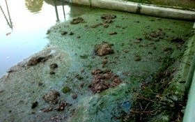 Rzeka Macocha znów pełna... ŚMIECI!