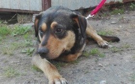 Pilne! Znaleziono psa. Za kilka godzin trafi do schroniska!