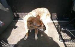 Znaleziony psiak w Bulowicach. Własciciel pilnie poszukiwany!