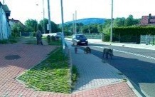 Rodzinka dzików w centrum miasta. Apelujemy o ostrożność!