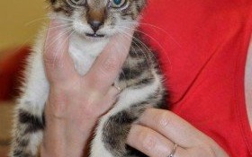 Kociak szuka domu. Przygarniesz go do siebie?