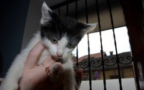 Kocie maleństwo jak żywe sreberko - do adopcji!