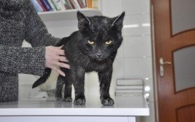 Znaleziono kocura w rynku