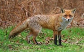 Uwaga! Szczepienie lisów