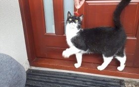 Młoda kotka szuka właściciela. Rozpoznajesz zgubę?