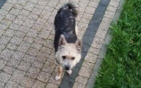 Poszukiwany właściciel pieska lub nowy dom dla pupila