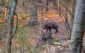 Zarządzenie Wojewody Małopolskiego w sprawie odstrzału dzików