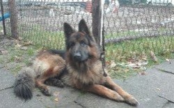 Znaleziono psa. Właściciel proszony jest o odbiór zguby