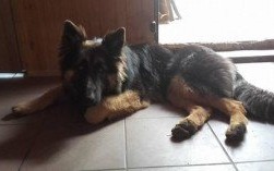 W Bielanach zaginął owczarek niemiecki