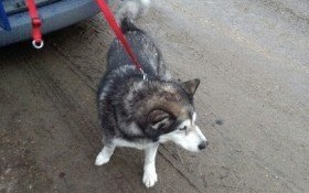 Pies na gigancie [aktualizacja]