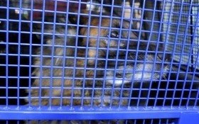 Wilczur czeka na pana