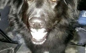 Gdzie jest mój pan?