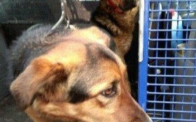 Poszukujemy właściciela!