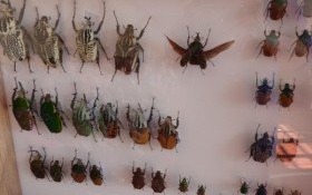 Egzotyczne chrząszcze na lekcjach w kęckiej "Trójce"