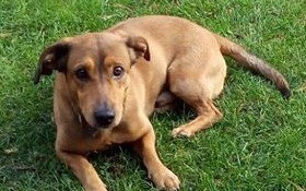 Szukamy zaginionego pupila