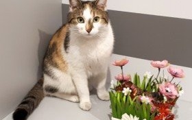 Właścicielka szuka zaginionej kotki