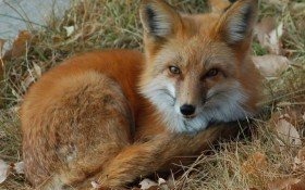 Szczepienie lisów przeciwko wściekliźnie