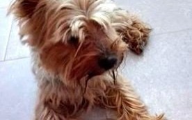 Znaleziono pieska. Pilnie poszukiwany własciciel pupila!